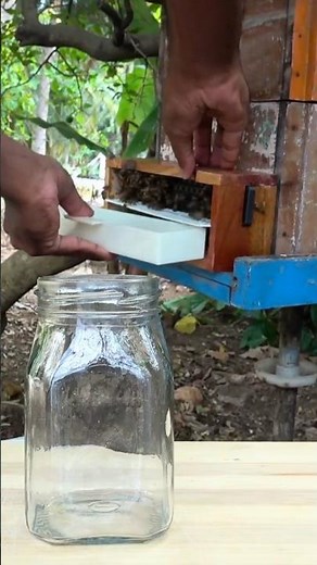 Bee pollen under a microscope |Herland's honey #honeybees #beefarming #beekeeping #beekeeper #pollen