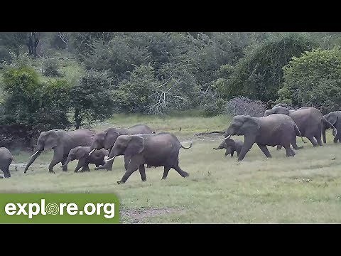 AMAZING! Elephants RUSH to the Water and PROTECT BABY