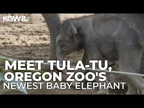 Oregon Zoo's newest baby elephant Tula-Tu makes her first public debut