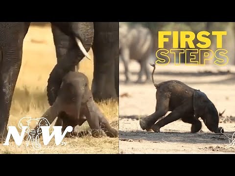 Newborn Elephant first step | Adorable baby elephant videos | Nature and Wildlife