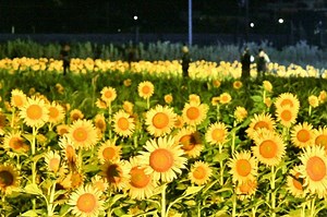 【動画】ヒマワリ畑で復興の光を　紀伊半島大水害12年､和歌山･新宮市熊野川町：紀伊民報AGARA｜和歌山県のニュースサイト