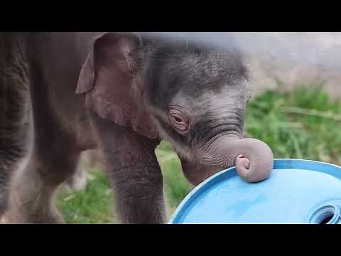 Adorable twin elephant babies born in Upstate NY