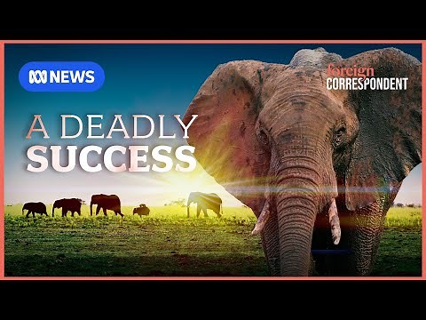 What to do about the 5-ton walking “vermin” plaguing Botswana | Foreign Correspondent