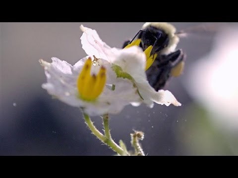 Slo-Mo Footage of a Bumble Bee Dislodging Pollen