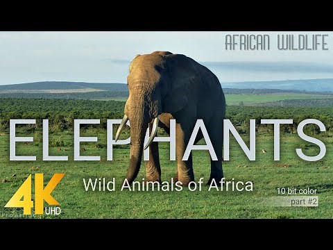 4K African Wildlife: Elephants. Part #2 - Wild Animals Video from Africa - 10 bit color