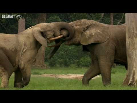 Young Elephants At Play - Natural World: Forest Elephants - Highlight - BBC