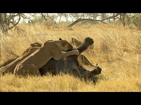 Lion Vs. Elephant