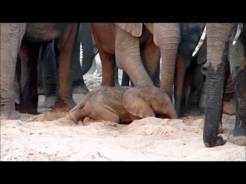 An elephant is born | Sheldrick Trust