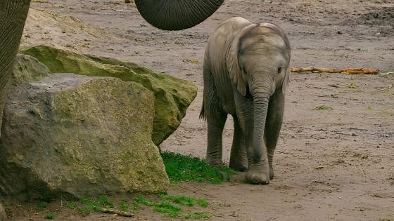 African Elephants Up Close – Gentle Giants of the Savanna