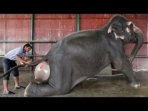 जानवर बच्चो को जन्म कैसे देते है | How Do Animals Give Birth | Elephant Giving Birth in Nature