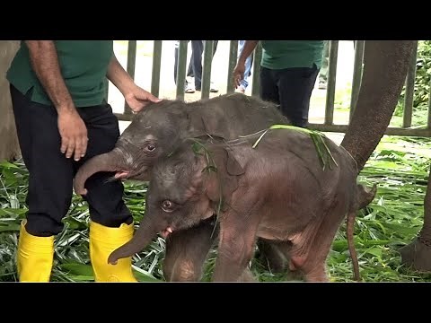 Amazing! Lovable Twin baby Elephant birth first recorded in an elephant orphanage home