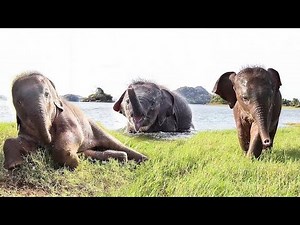 Beautiful and adorable baby elephant wants to swim