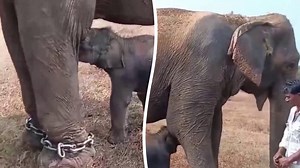 Mother elephant, 57, stuns wildlife rangers by delivering twin girls