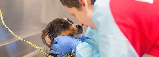 Volunteer | Atlanta Humane Society