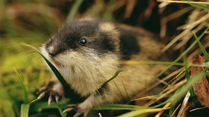 Interesting Science Facts Confirmed and Debunked