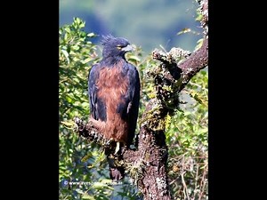 ÁGUILA POMA (Spizaetus isidori)