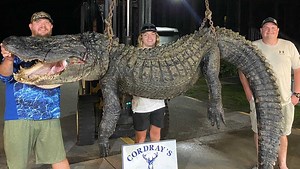 Weighing in at more than 600 pounds, massive 13-foot alligator caught in South Carolina