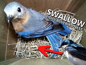 A beautiful Tree Swallow has been visiting the Bluebird box in Virginia, USA 😲😍 Will they take over the nest...? 🤔 | Nest Box Live
