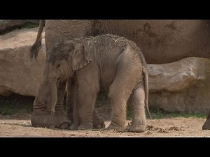 Elephant Gives Birth to Calf 3 Months After Due Date