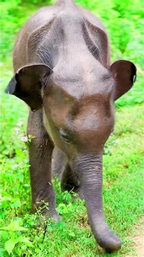 This Natural Reserve Is a Safe Haven for Baby Elephants 🐘❤️ #elephantconservation #elefantes