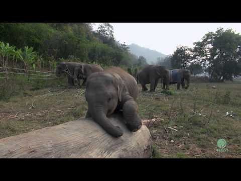 Clumsy Baby Elephant - ElephantNews