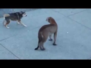 Puma VS Dogs