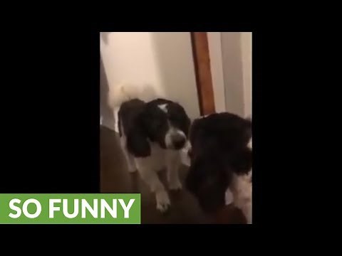 Angry dog tries to attack mirror reflection