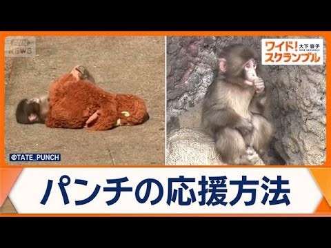 Japanese macaque "Punch": Popularity fuels widespread fraud; supporters' guide released amid grow...