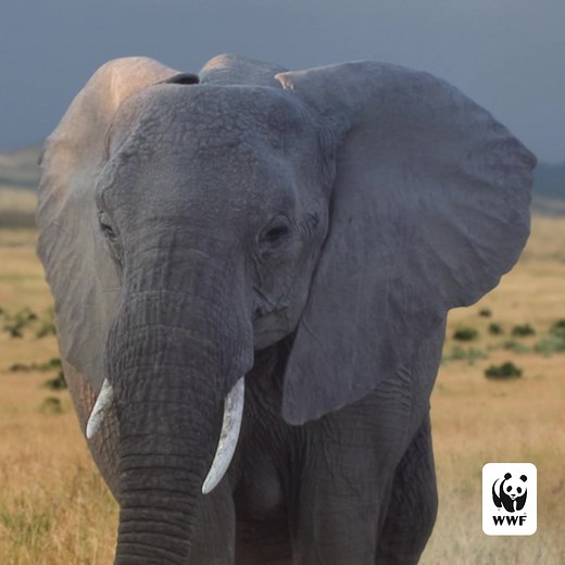 Each day African Elephants are inching closer to extinction. Be part of the solution and help protect this majestic species. Wildlife all over our planet are counting on you to protect them now more than ever! | World Wildlife Fund
