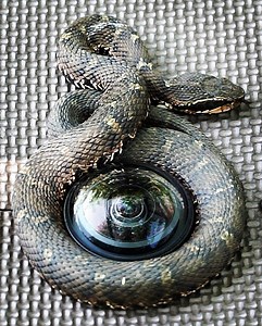 360-DEGREE LIVES: For campers, venomous ‘mamushi’ are a constant risk