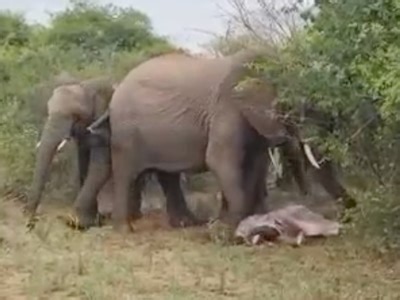 WATCH: Rare elephant birth sighting in Kruger National Park