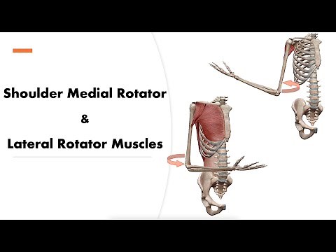 Shoulder Medial & Lateral Rotator Muscles - 3D motion (Origin, Insertion)