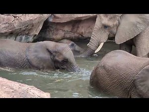 Baby Elephants Playing and Swimming in Water (Zoo Tampa)