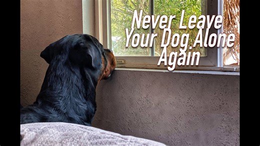Never leave your dog alone again!