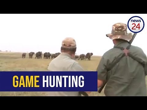 GRAPHIC WARNING - WATCH: 'Hit it between the eyes'- elephants charge at hunters after one shot down