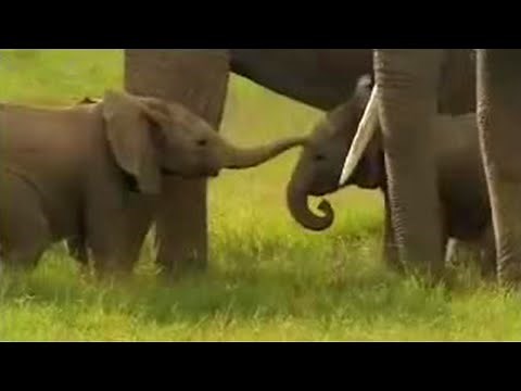 Cute Baby Elephants Fighting! | David Attenborough | BBC Studios