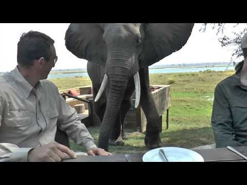 Zimbabwe Bull Elephant Crashes Into Tourists at Mana Pools