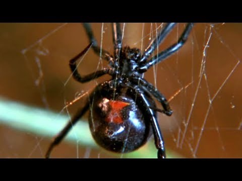 Facts About Spiders 🕷 - Secret Nature | Spider Documentary | Natural History Channel