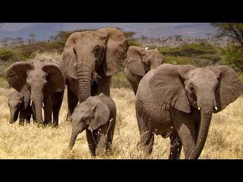 Elephants Take Care of Orphaned Babies | This Wild Life | BBC Earth