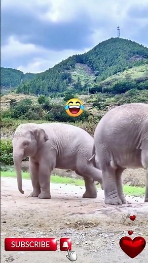 Hilarious Elephant Moments That Will Make You Laugh!