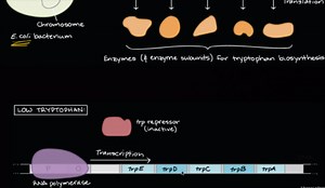 Trp operon