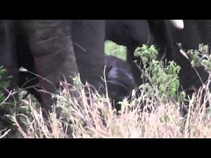 Wild Elephant Gives Birth
