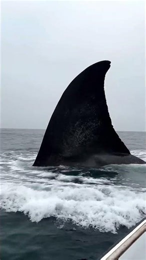 Case File 006 – Open Water Footage