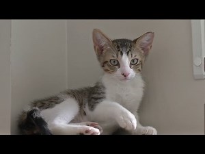 Free pet adoptions designed to reduce overcrowded shelters