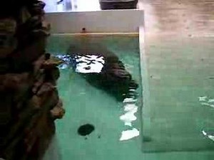 Hippo Poops Underwater