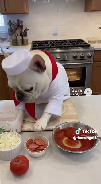 Funny Chef Moments with Dogs