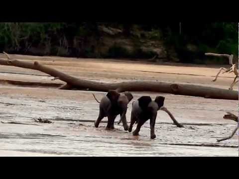 Lost Elephant Babies