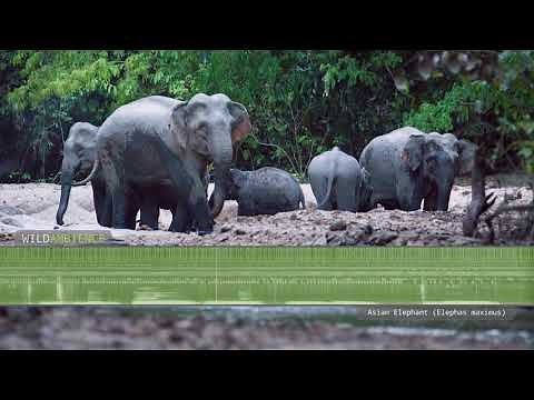 Elephant Sounds - Deep rumbles & roaring from wild Asian Elephants in Malaysia.