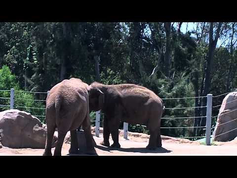Asian & African Elephants at San Diego Zoo