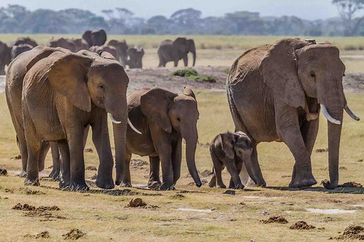 Elephant herd and social behavior - The Elephant Guide